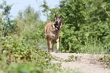 MALINOIS 436